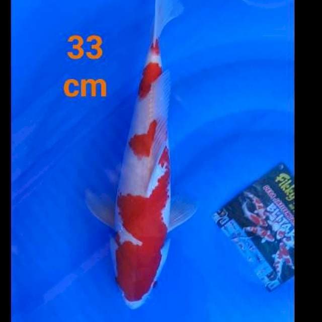 Kohaku strong 33 cm