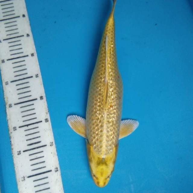 Yamabuki Ogon 41 cm
