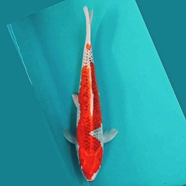Goshiki Strong 38cm Jantan