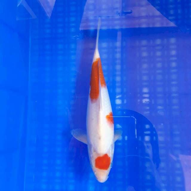 Maruten Kohaku Ori 30cm