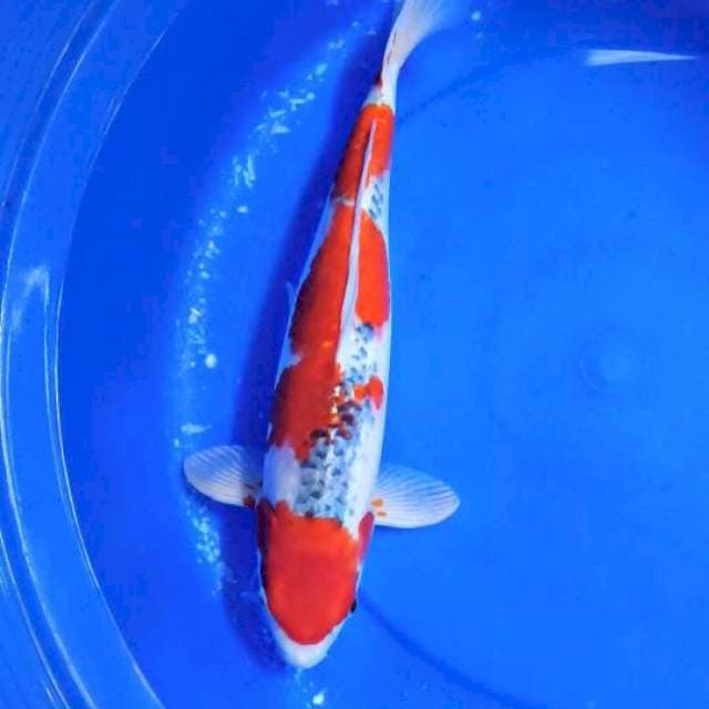 ⭐JUMBO NEZZU GOSHIKI SANDAN 44 CM REDSTRONG