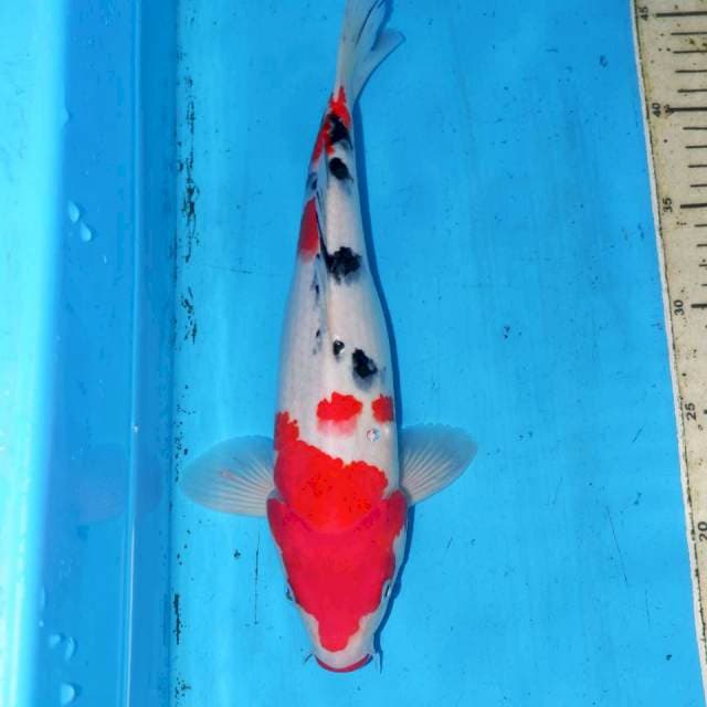 31cm SANKE TOTOL TOTOL