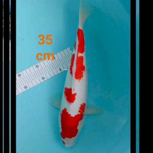 Kohaku putih bersih, 35cm