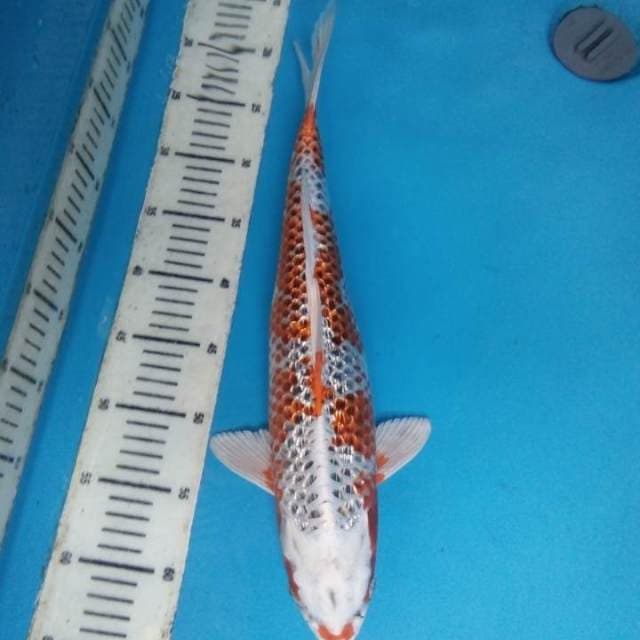 Kujaku Ginrin 42 cm