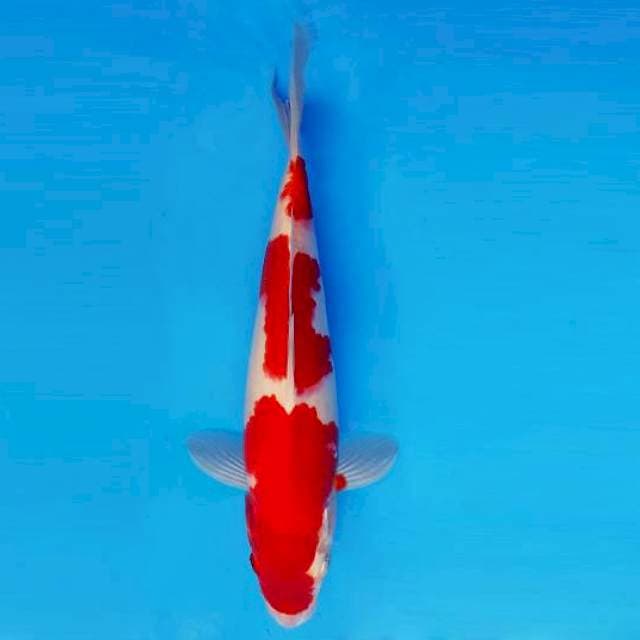 ATAKA 1 - Kohaku 3 Steps ®