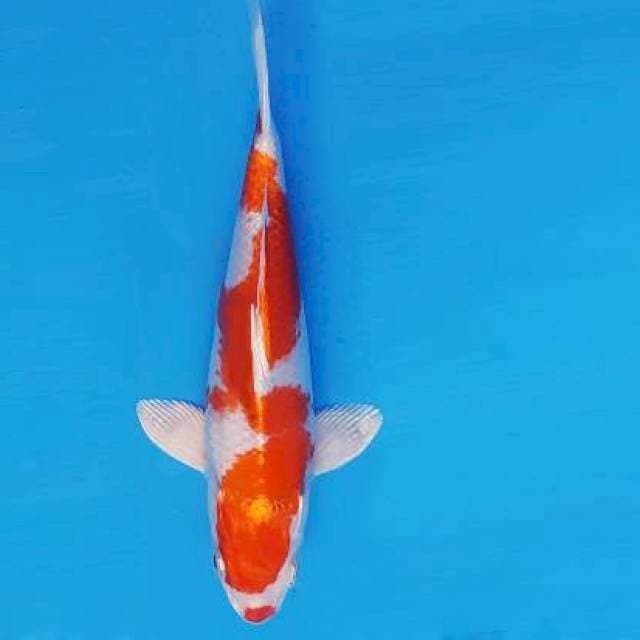ATAKA 16 - Inazuma Kohaku Hikari ®