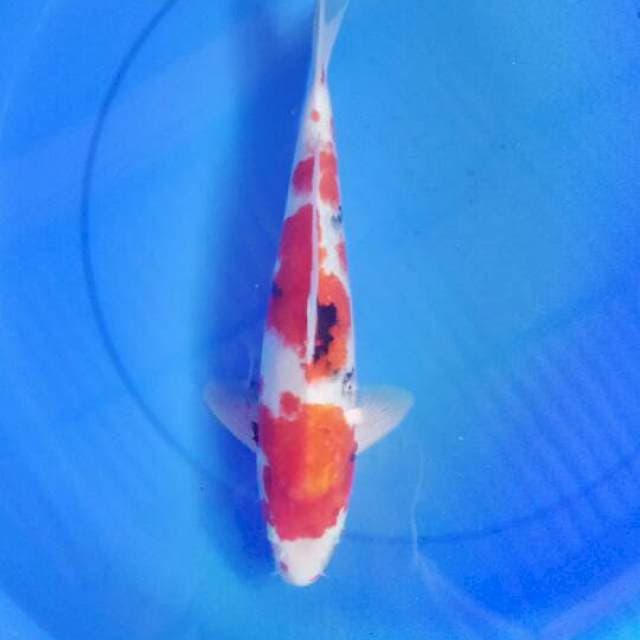 Sanke 37 cm