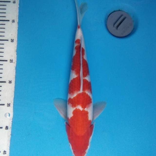 Kohaku 35 cm