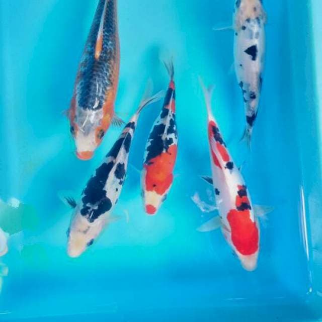 Mix koi 19-20-25 cm
