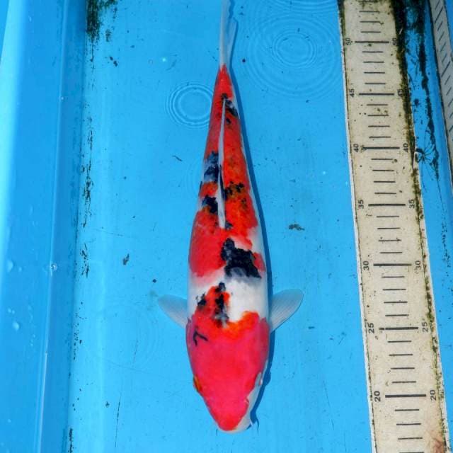 35cm SANKE