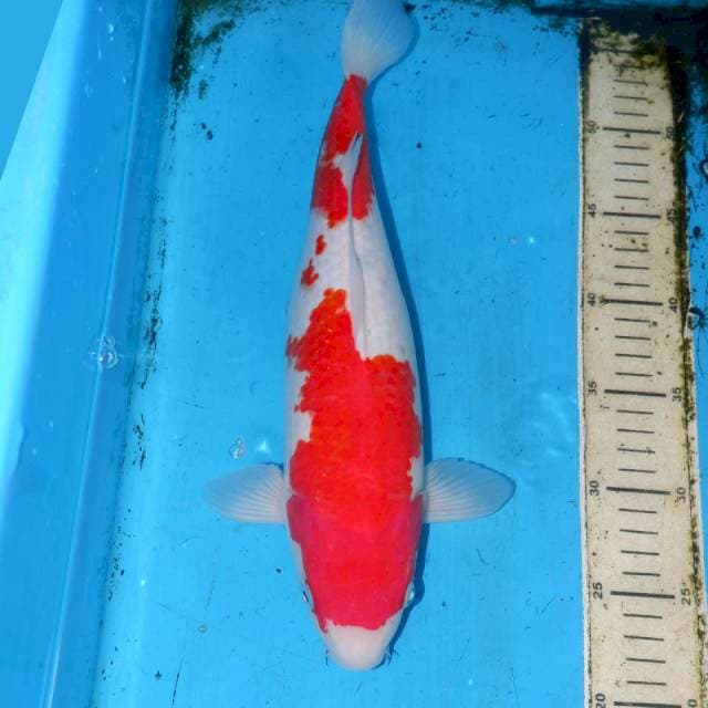 35cm KOHAKU BESAR