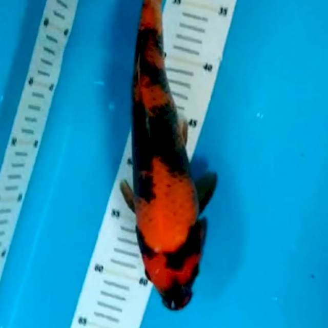 Hi showa 30cm