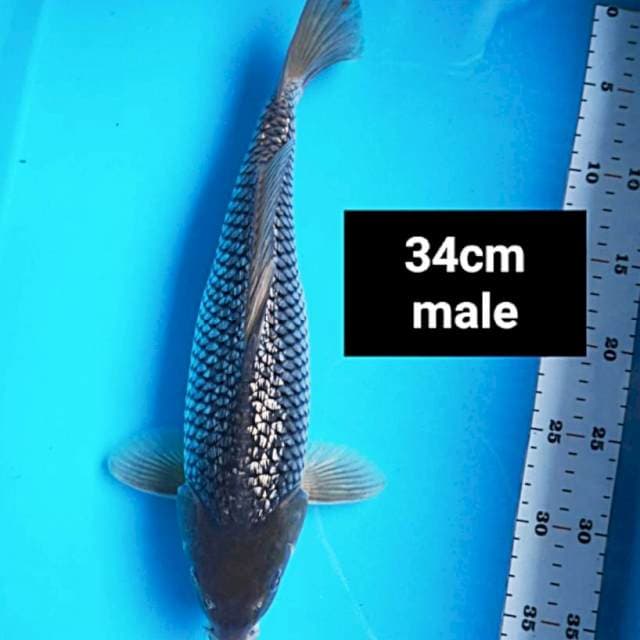 Soragoi ginrin jos 34cm male