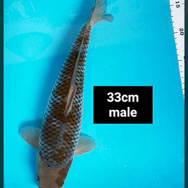 Ochiba jos 33cm male
