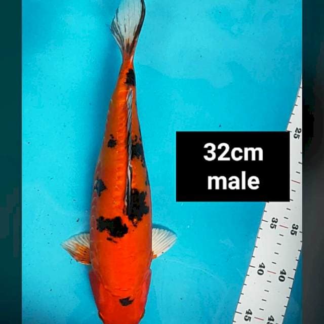 Aka bekko doit 32cm male
