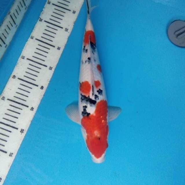 Sanke 36 cm