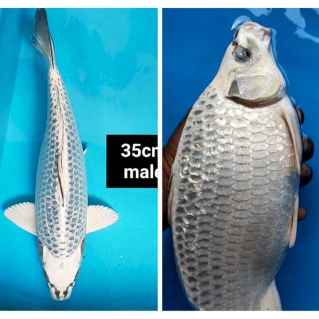 Gin matsuba punuk 35cm male ginrin