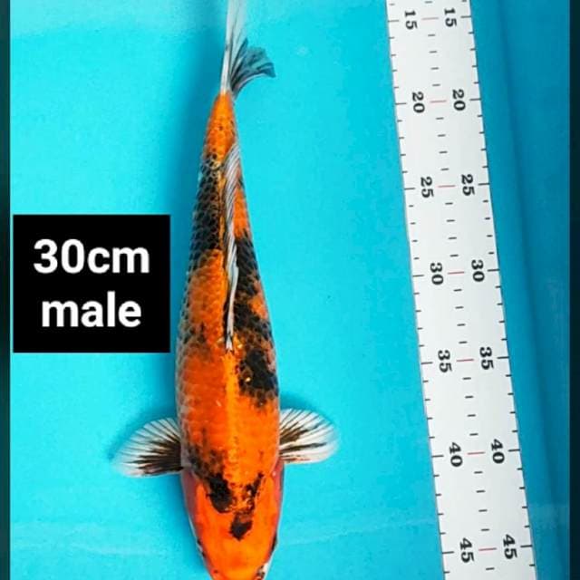 Kin showa 30cm male