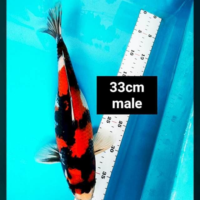 Showa Strong 33cm male