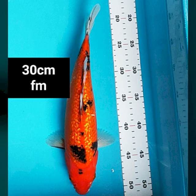 Aka bekko ginrin 30cm
