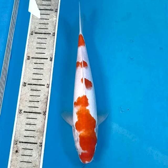 Kohaku, 26 cm