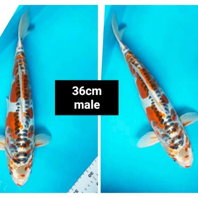 Kujaku doit jos 36cm male
