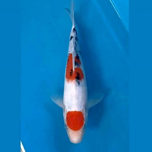 Sanke, 23 cm