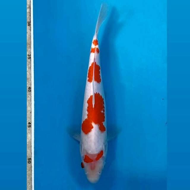 Kohaku, 24 cm