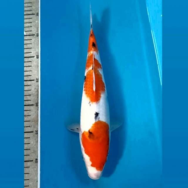 Sanke, 32 cm