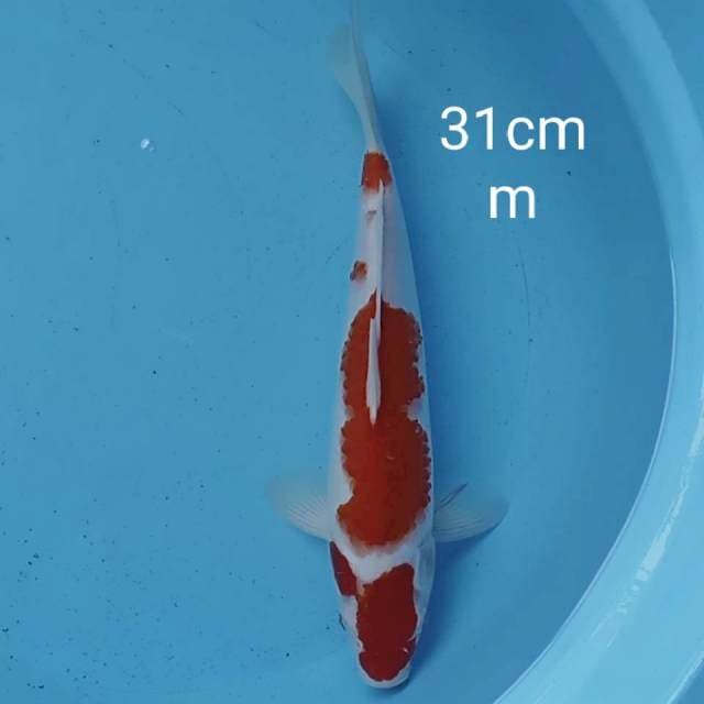Maruthen original 31cm