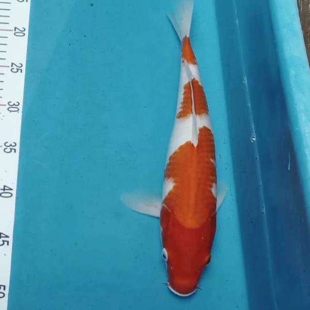 Kohaku original tiga step 35cm