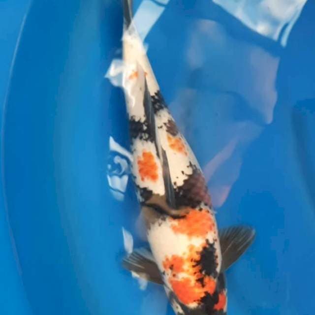 Showa 47 cm