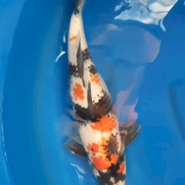 Showa 47 cm