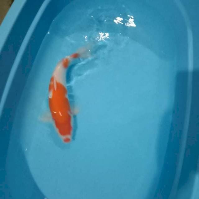 Kohaku male