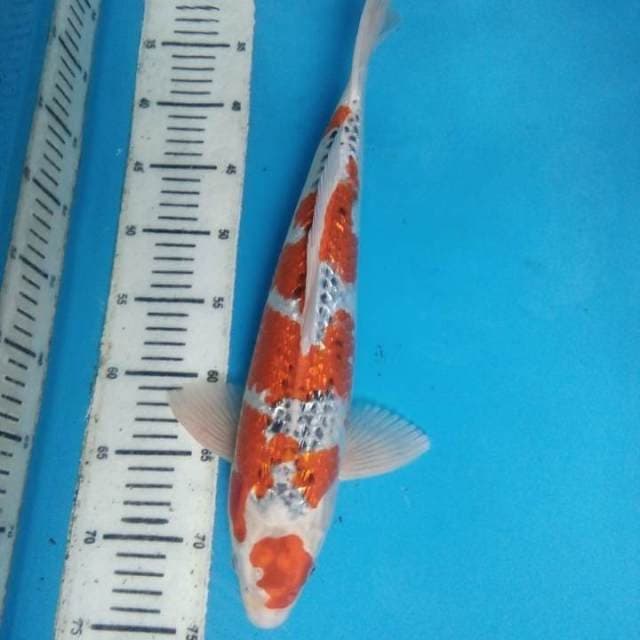 Kujaku Ginrin 42 cm