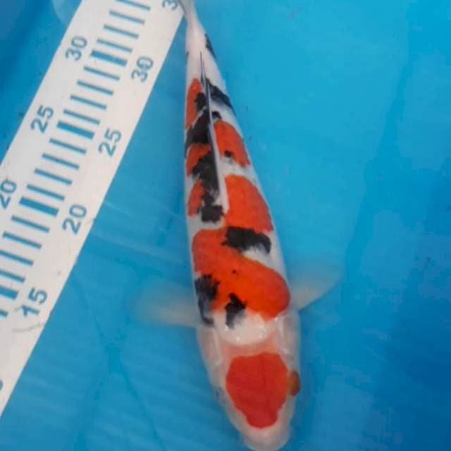 Maruten Sanke 31 cm