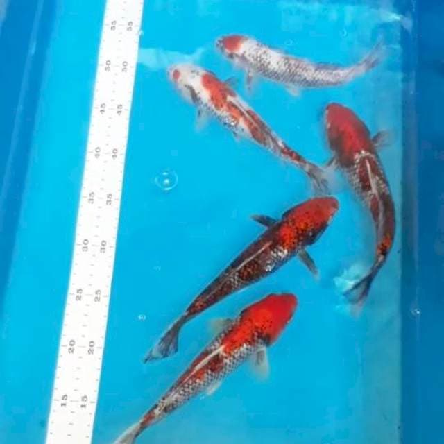 Beni Matsukawabake 5 ekor 22-25 cm