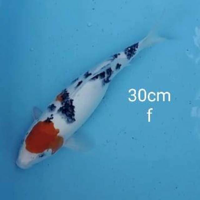Tancho sanke original 30cm