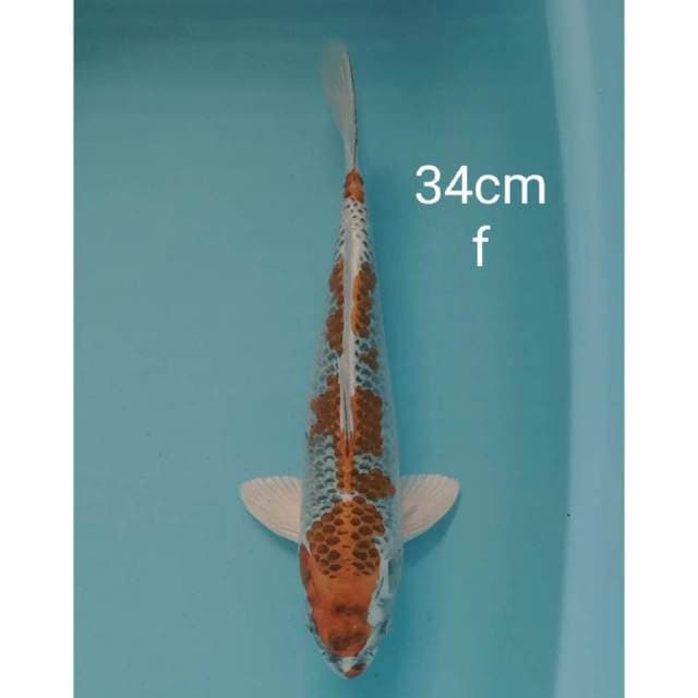 Kujaku original 34cm