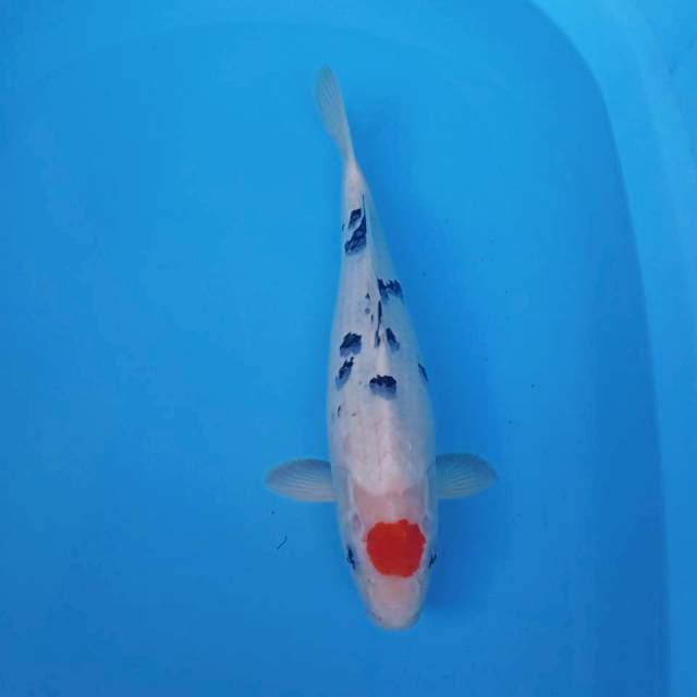 ORIGINAL TANCHO SANKE 36CM