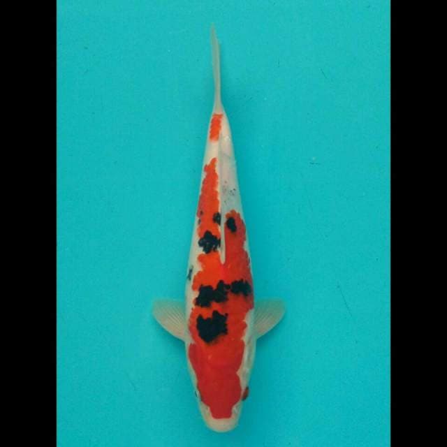 Sanke 28cm
