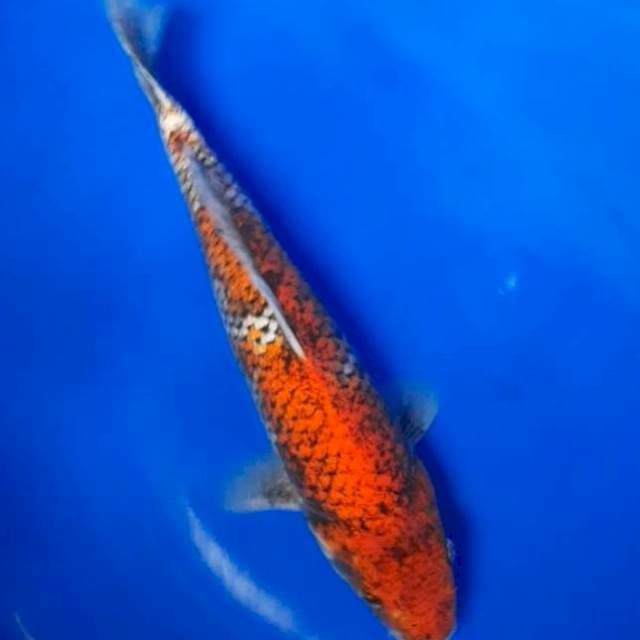 Beni matsukawabake 30cm