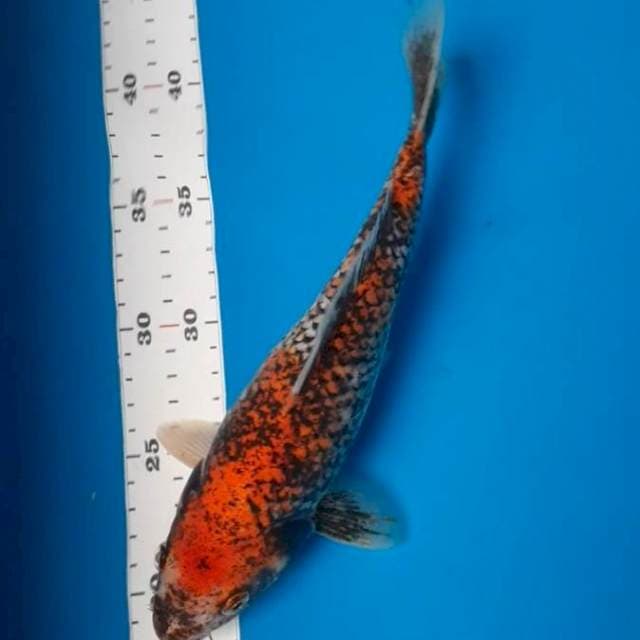 Beni matsukawabake 25cm