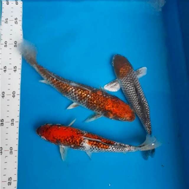 Paket matsukawabake 20-25cm