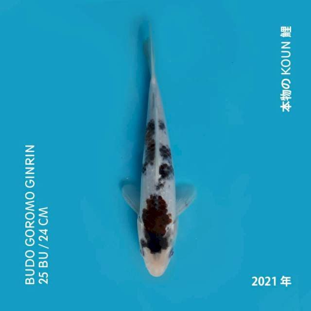 Budo Goromo Ginrin 25bu ( ikan langka )