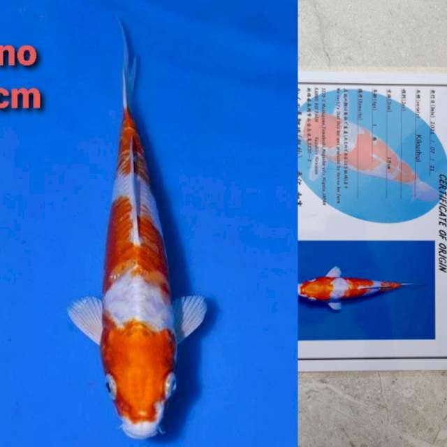 Kanno Kikushui certi