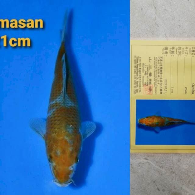Yamasan Ochiba certi