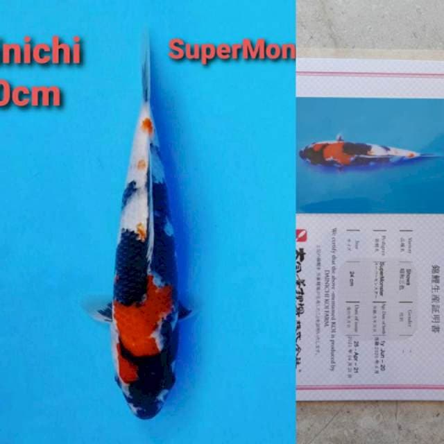 Dainichi Showa sanshoku Certi