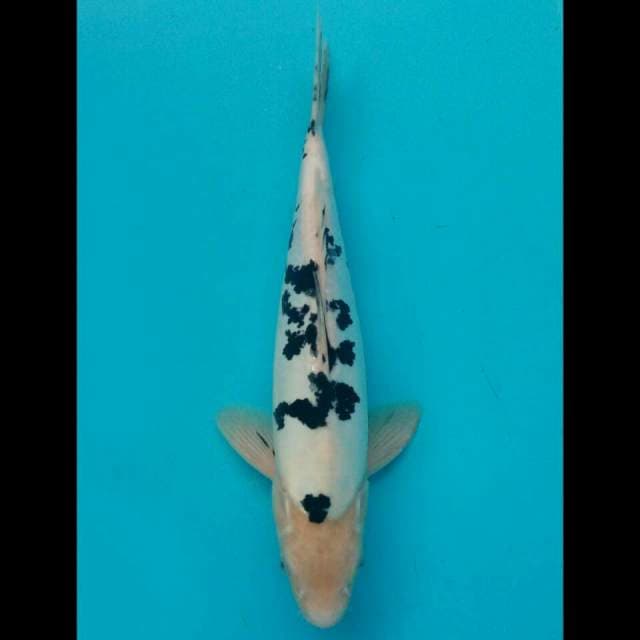 Bekko 36cm