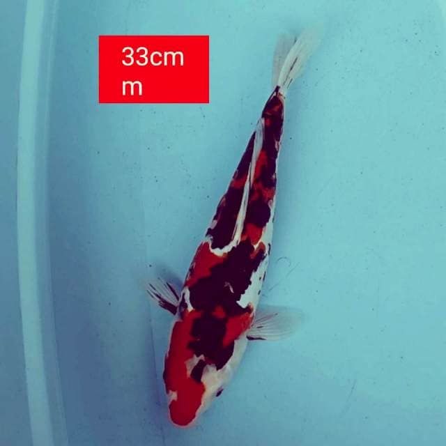 Sanke doitsu 33cm